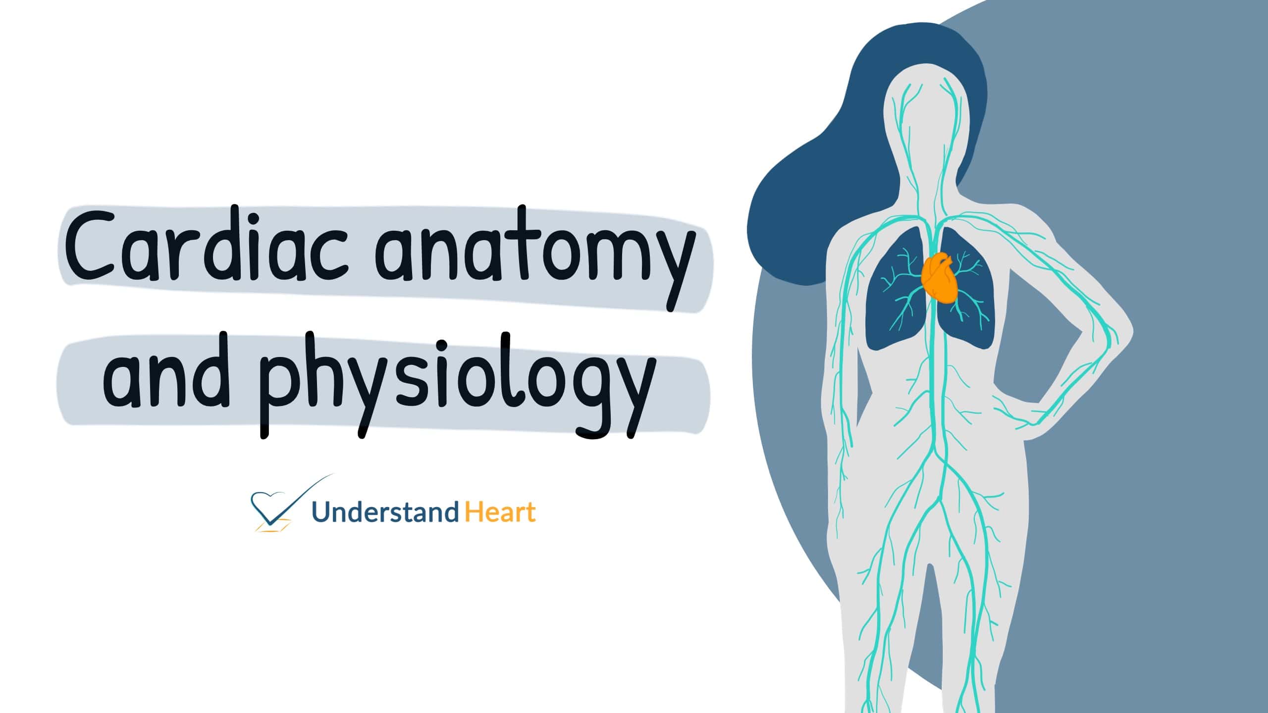 anatomy physiology of heart